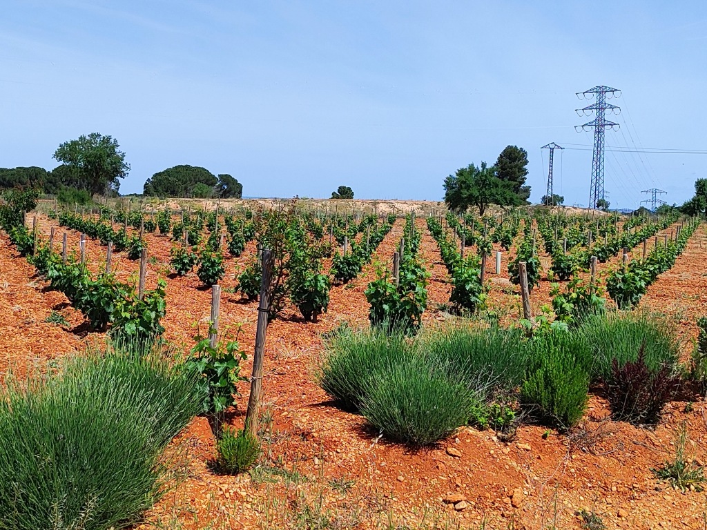 Viñedos de Bodegas Ponce en Villanueva de la Jara, Cuenca.