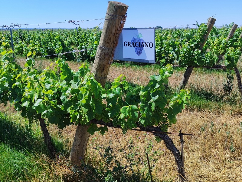 Finca el Romeral - Visita a Bodegas y Viñedos Verum