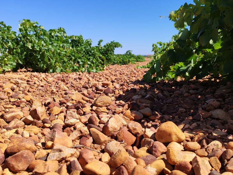 Finca Las Tinadas - Visita a Bodegas y Viñedos Verum