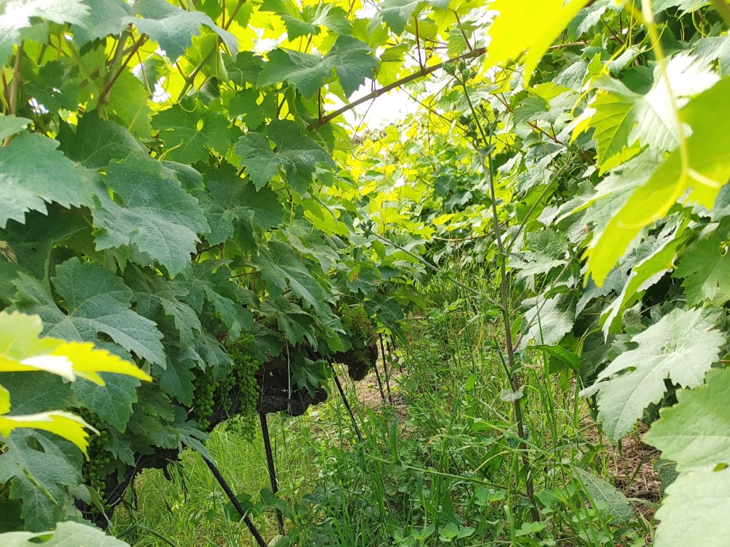 Cordón trenzado de viñas en Suertes del Marqués